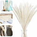  Erba Della Pampa, Erba Della Pampa Essiccata Naturalmente Deco Erba Della Pampa Phragmites Communis Bouquet Di Fiori Secchi Decorazione Per Soggiorno Fotografia Di Casa Hotel Matrimonio (Bianco)