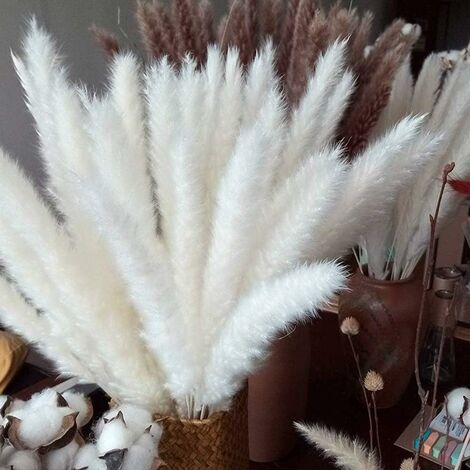  Erba Della Pampa, Erba Della Pampa Essiccata Naturalmente Deco Erba Della Pampa Phragmites Communis Bouquet Di Fiori Secchi Decorazione Per Soggiorno Fotografia Di Casa Hotel Matrimonio (Bianco)