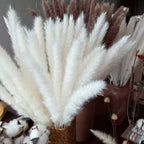  Erba Della Pampa, Erba Della Pampa Essiccata Naturalmente Deco Erba Della Pampa Phragmites Communis Bouquet Di Fiori Secchi Decorazione Per Soggiorno Fotografia Di Casa Hotel Matrimonio (Bianco)