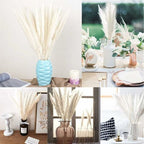  Erba Della Pampa, Erba Della Pampa Essiccata Naturalmente Deco Erba Della Pampa Phragmites Communis Bouquet Di Fiori Secchi Decorazione Per Soggiorno Fotografia Di Casa Hotel Matrimonio (Bianco)